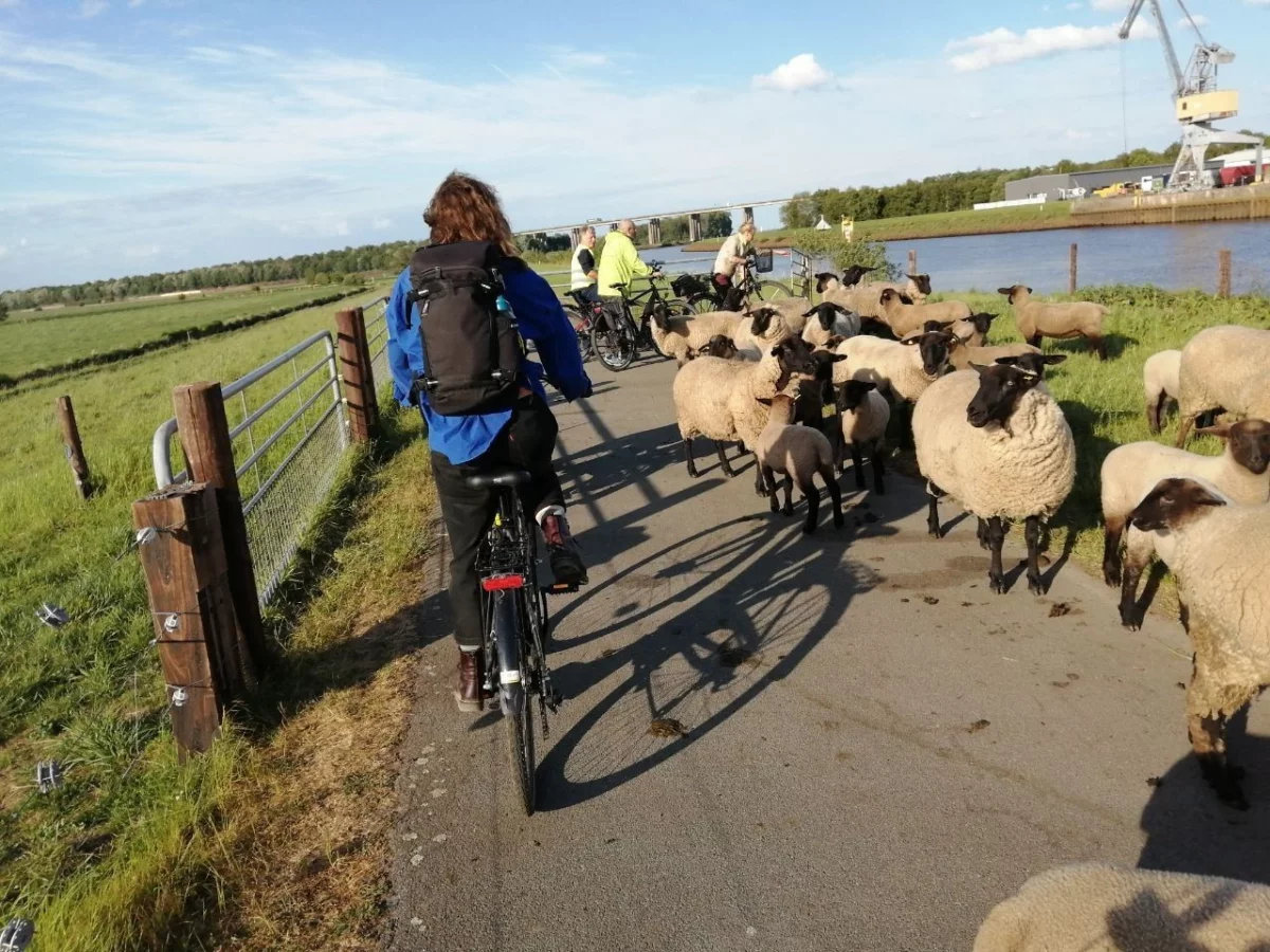 An asphalt path on a dike. A person on a bicycle passes a flock of sheep. You can only see the person from behind. In the background are other people with bicycles.