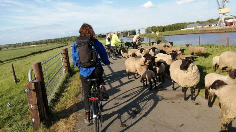 An asphalt path on a dike. A person on a bicycle passes a flock of sheep. You can only see the person from behind. In the background are other people with bicycles.