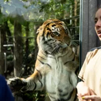 A woman is standing in front of a tiger cage. The tiger stands close to the window and hisses at her through the glass.