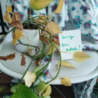 You can see a plant with a few intertwined leaves. Next to it is a note with the inscription: Sorry I'm working.
